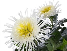 Хризантема Аннесі Вайт (Annecy White)купити