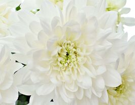 Хризантема Авіатор (Аviator)купити