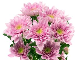 Хризантема Белиция лайт пинк (Belicia Light Pink) купить