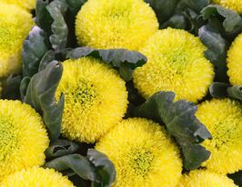 Хризантема Борис Бейкер Санні (Boris Becker Sunny)купити