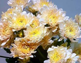 Хризантема Шампажне Оранж (Champagne Orange)купити