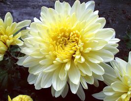 Хризантема Інтерпід (Intrepid)купити