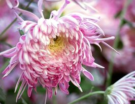 Хризантема Лола (Lola)купити