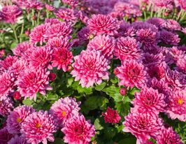 Хризантема Падре Лілак (Padre Lilac)купити