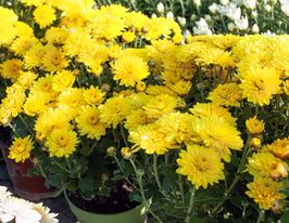 Хризантема Падре Єллоу (Padre Yellow)купити