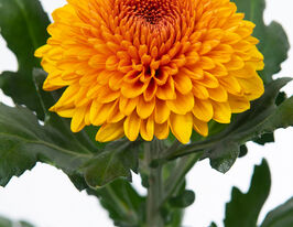 Хризантема Паладов (Paladov)купити