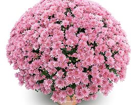 Хризантема Петрус Роуз (Petrus Rose) купить