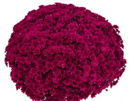 Хризантема Пило Виолет (Pilou Violet) купить