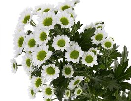 Хризантема Піксель Сноуві (Pixel Snowy)купити