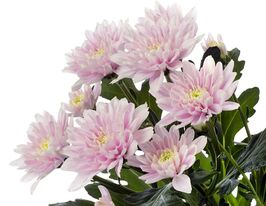 Хризантема Рокка Пинк (Rocca Pink) купить