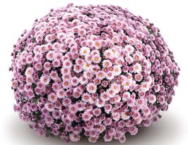 Хризантема Ставінскі Пінк (Staviski Pink)купити