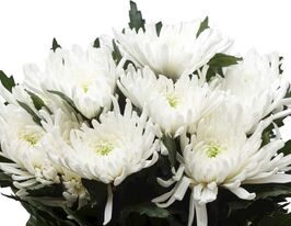 Хризантема Топспін (Topspin)купити