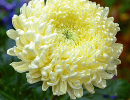 Хризантема Креамист Лемон (Creamist Lemon) купить