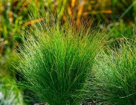 Вівсяниця Валберла (Festuca Walberla)купити