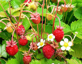 Суниця Олександріякупити