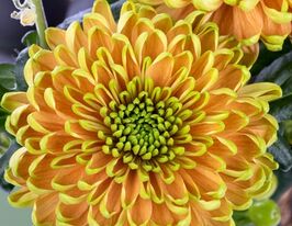 Хризантема Россано Елізабет (Rossano Elizabeth)купити