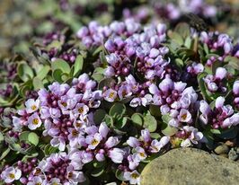 Этионема (Крылочинник круглолистный) (Аethionema rotundifolium) купить