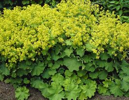 Манжетка мягкая (Alchemilla mollis) купить