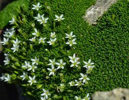 Пісчанка притуплена (Arenariya obtusiloba)купити