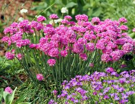 Армерия приморская Красная (Armeria maritima) купить