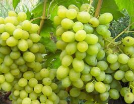 Виноград Подарунок Запоріжжюкупити