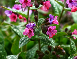 Медуница сахарная (Pulmonaria saccharata) купить