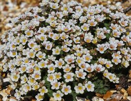 Ломикамінь іратіана (Saxifraga iratiana)купити