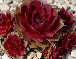 Молодило Рубин (Rubin) купить