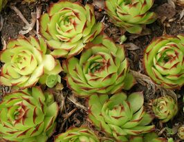 Молодило кровельное (Sempervivum tectorum) купить
