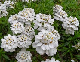 Иберис вечнозеленый (iberis sempervirens) купить