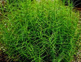 Осока пальмолиста (Carex muskingumensis)купити