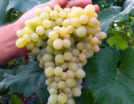 Виноград Кишмиш 342купити