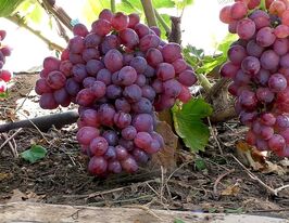 Виноград Кишмиш Мармеладный купить