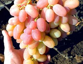 Виноград Легенда Аксаякупити