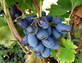 Виноград Лоранокупити