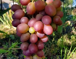 Виноград Мускат Зоряна купить