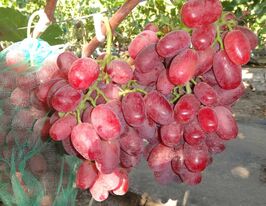 Виноград Сані Дольчікупити