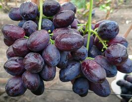 Виноград Сюзанна (Красная пуля) купить