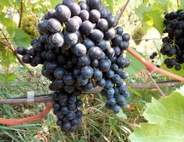 Виноград Вечірнійкупити