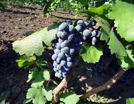 Виноград Одеський чорнийкупити