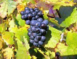 Виноград Пінонуаркупити