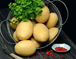 Картофель Бернина купить