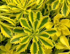 Очиток (Седум) камчатський Едж (Sedum kamtschaticum The Edge)купити