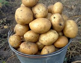 Картофель Орла купить