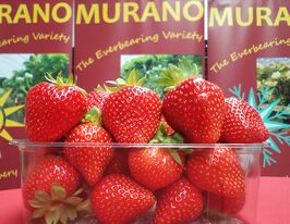 Полуниця Моранокупити