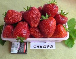Полуниця Сандрокупити