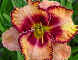 Лілейник Спейскоаст Гейтор Ай (Spacecoast Gator Eye)купити