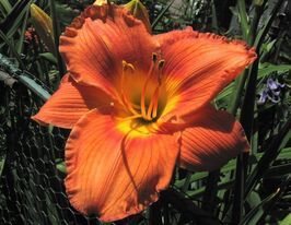 Лілейник Сенд Сенделс (Sand Sandals)купити