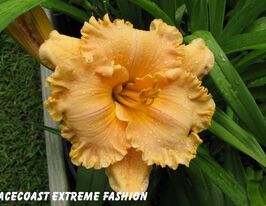 Лілейник Спейскоаст Екстрим Фешн (Spacecoast Extreme Fashion)купити