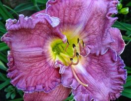 Лілейник Ебаут Меджик (Abbout Magic)купити